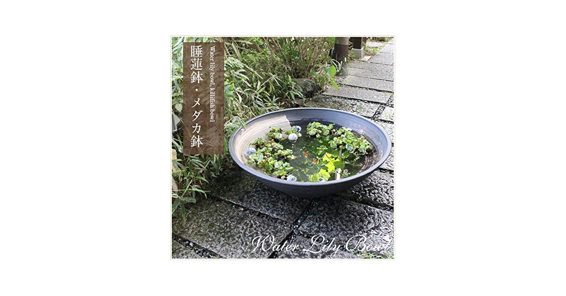 Amazon.co.jp: 信楽焼 30号黒刷毛目浅型 すいれん鉢 メダカ鉢